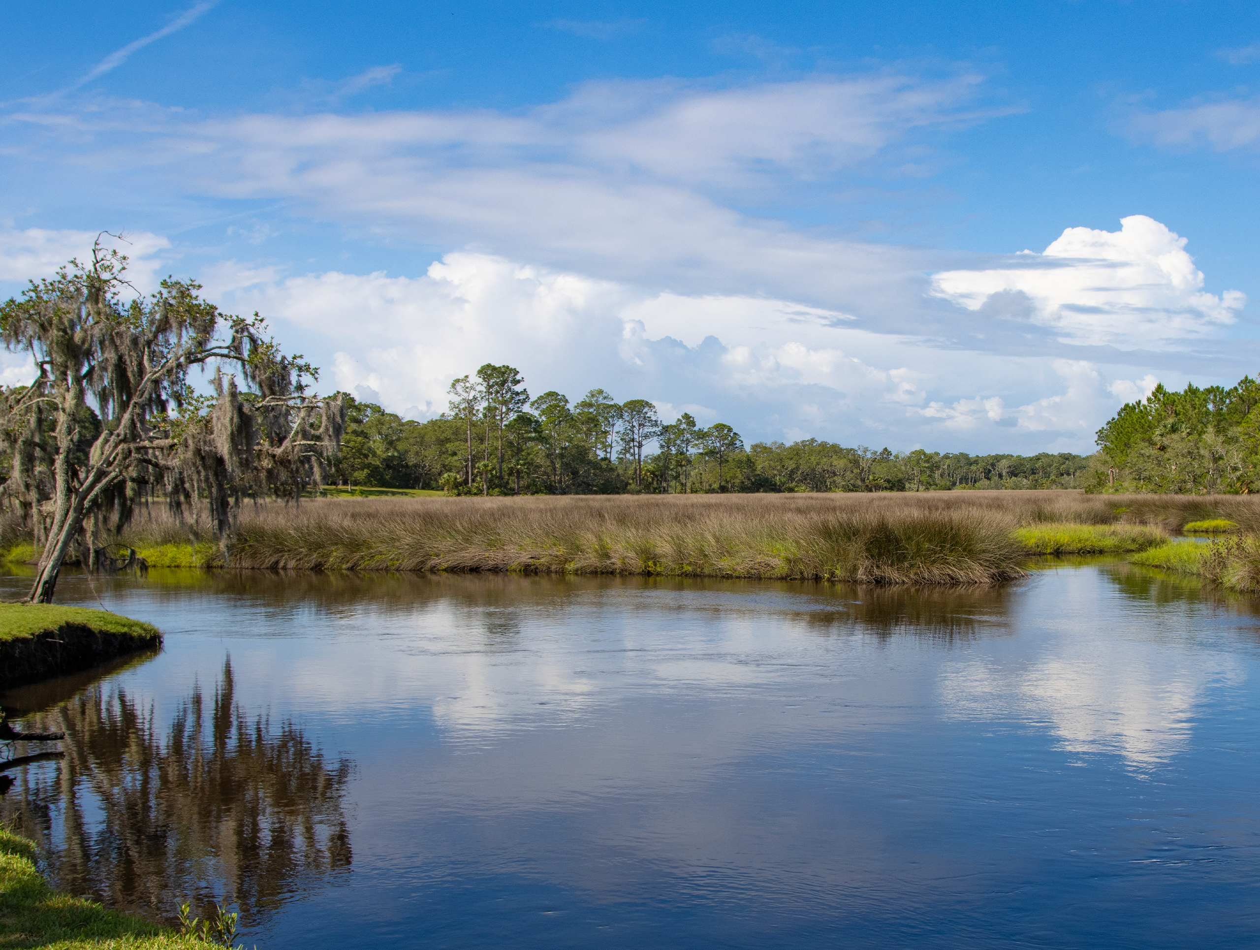 Coastal wetland with trees in the background
